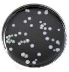 Среда ростовая BCYE для изоляции Legionella, чашки Петри 90 мм, 10 шт/уп, Thermo FS