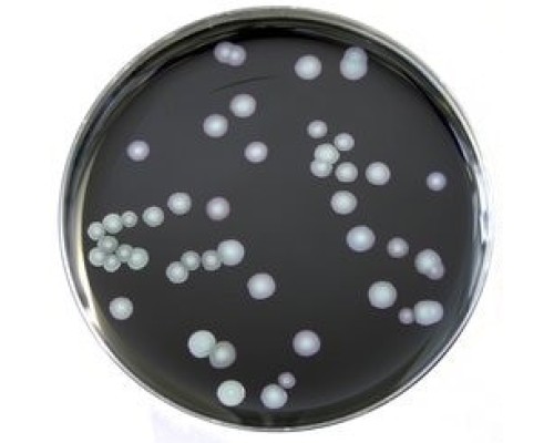 Среда ростовая BCYE для изоляции Legionella, чашки Петри 90 мм, 10 шт/уп, Thermo FS